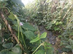 蔬菜種植基地三十