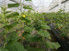 蔬菜種植基地三十四